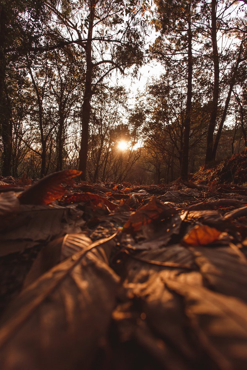 stepintomyflow's tweet photo. Autumn vibes 💛🍃📖 #poem

Thanks for all the lovely reviews + book orders! Step Into My Flow is my poetry collection on self-discovery, healing &amp; the beauty of everyday moments ✨

Funded by @ace_national 

🔗 [ https://t.co/itiRoOhH5L ] #StepIntoMyFlow #poetry #autumnvibes https://t.co/IJQU2bfqbs