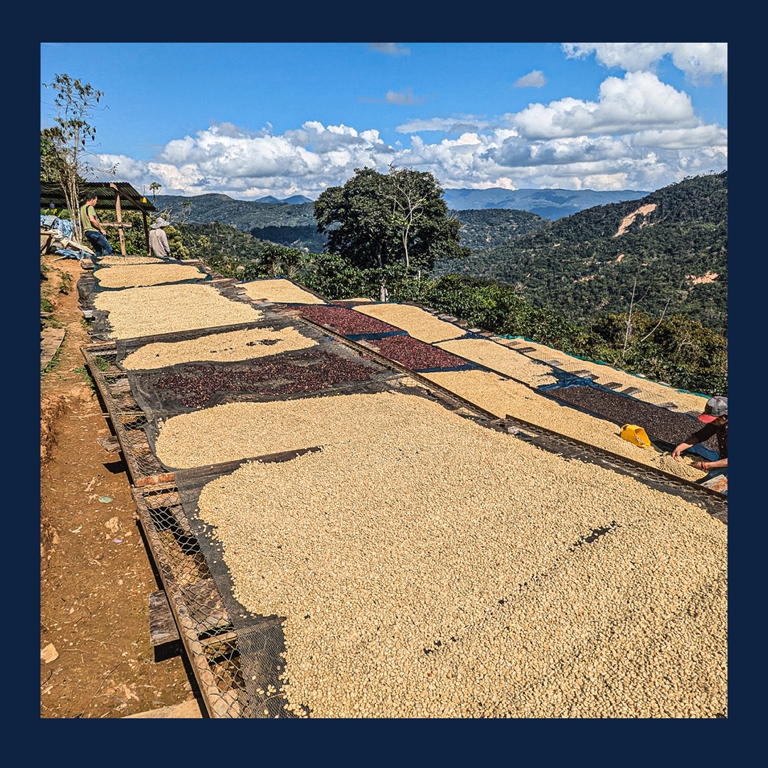 NEW Espresso! Our latest iteration of Solitude brings a bold burst of cherry, mellowing into a smooth, treacly sweetness, finishing with a rich hint of chocolate.

Available from our website now:
carvetiicoffee.co.uk/products/solit…

#coffee #espresso #espressocoffee #espressocoffeebeans