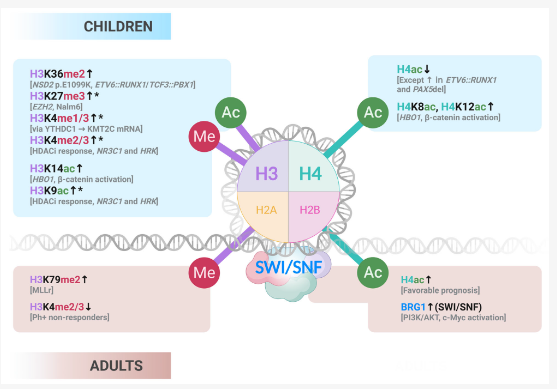 ManelEsteller's tweet photo. Our International Journal of Molecular Sciences @IJMS_MDPI @MDPIOpenAccess article led by Yoana Veselinova and Gerardo Ferrer @FerrerGe explaining how #epigenetic and #genetic #heterogeneity in B-cell acute lymphoblastic #leukemia could be driven by #aging
https://t.co/ACVB2Z6hkm https://t.co/15zAfTTwFI