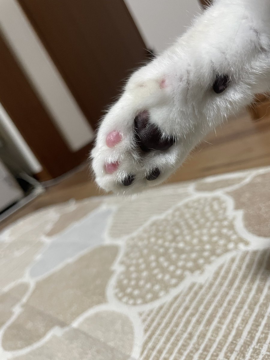 ハッピーの肉球
神様けっこう雑ね…
2本塗り残し
#肉球 #神様の塗り残し