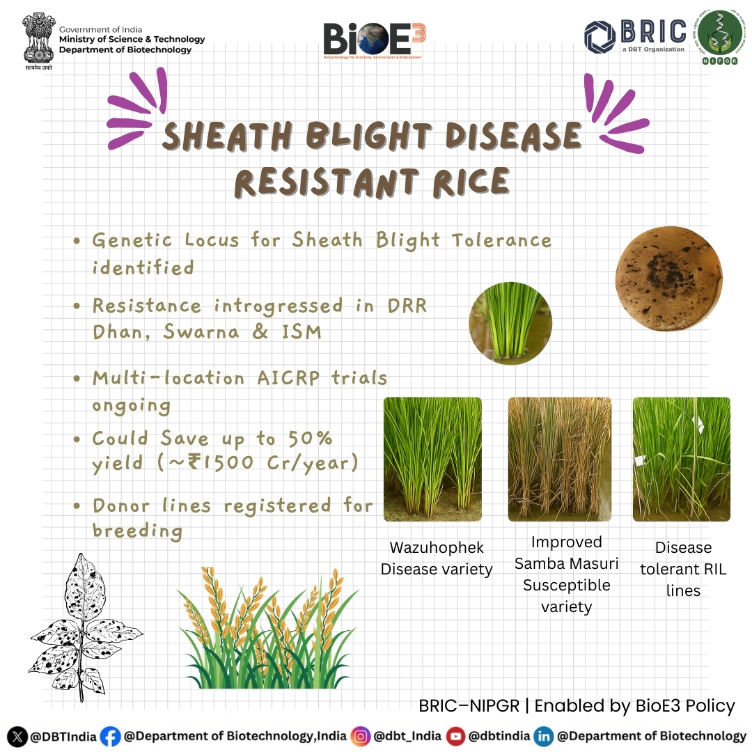 🌾 Shielding Rice, Securing Harvests 🌾

Introducing Sheath Blight Resistant Rice Lines by <a href="/NIPGRsocial/">BRIC-NIPGR</a> &amp; <a href="/iirr_icar/">IIRR</a> collaboration.

BRIC-NIPGR, in collaboration with ICAR-IIRR, has identified a genetic locus for sheath blight tolerance and successfully introgressed this