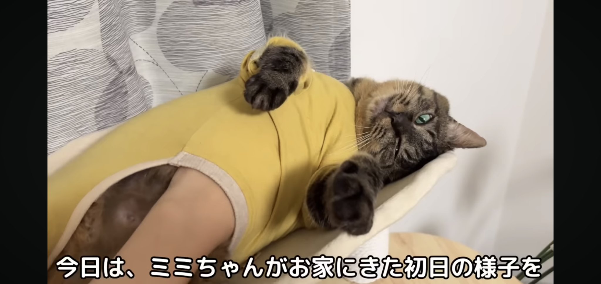 もちまるLOVE This cat loves his owner's T-shirt so much that he won't let