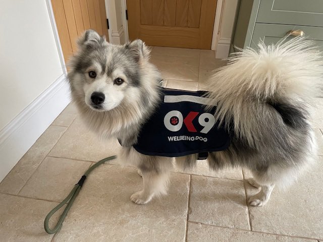 Warning ⚠️ Cuteness alert ‼️ 
This little munchkin is Webley from <a href="/WMerciaPolice/">West Mercia Police</a> he is about to start as a brand new <a href="/OscarKiloUK/">Oscar Kilo</a> #OK9 Wellbeing and Trauma Support Dog! He hopes to brighten your day and provide cuddles if you need them! 💙👮‍♂️🚓❤️🐾 

#police #wellbeing #dogs