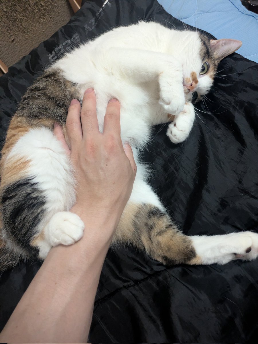 三美お嬢様はお猫様 (@Ladymimi0917) / X