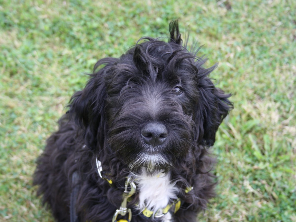 DogsTrust_IE's tweet photo. Some Friday floof - brought to you by new kid, Yannick!
This fluffy guy is looking for his forever home - could it be with you? Learn more about him here: https://t.co/05Jg7EmLGq
#AdoptADog #FridayFloof https://t.co/CddkzQ4lLe