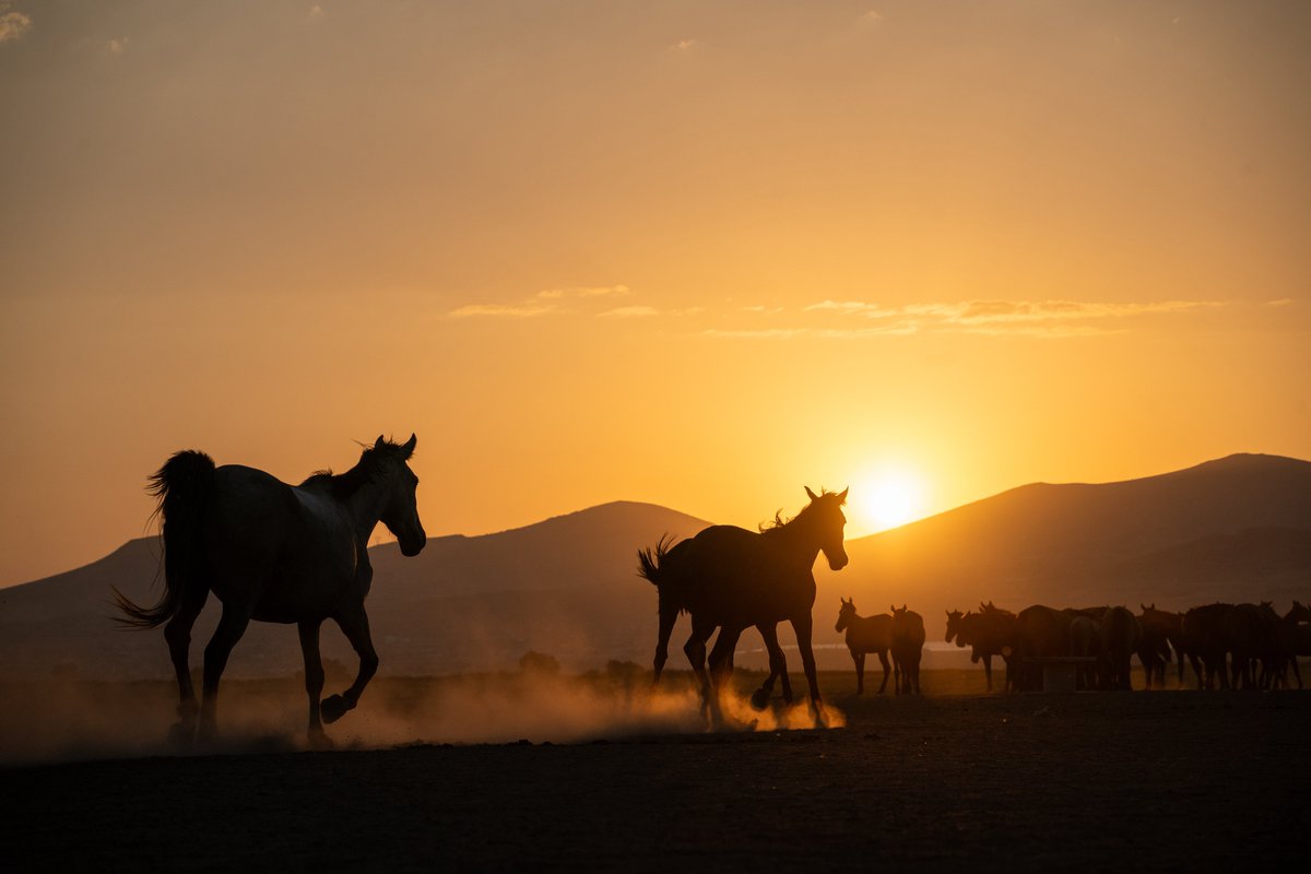 Erciyes eteklerindeki Hürmetçi Sazlığı yılkı atlarına ev sahipliği yapıyor. 🐎🍃