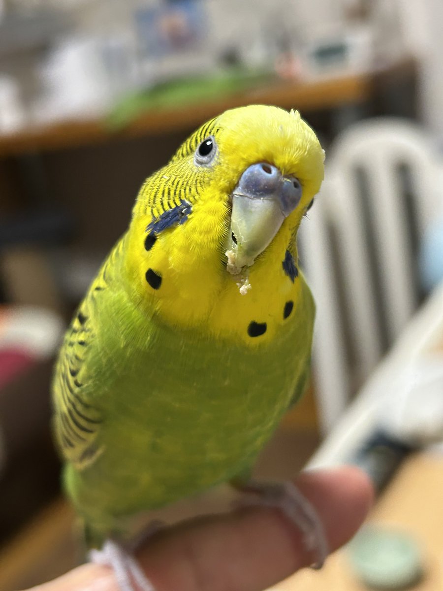 セキセイインコ11歳