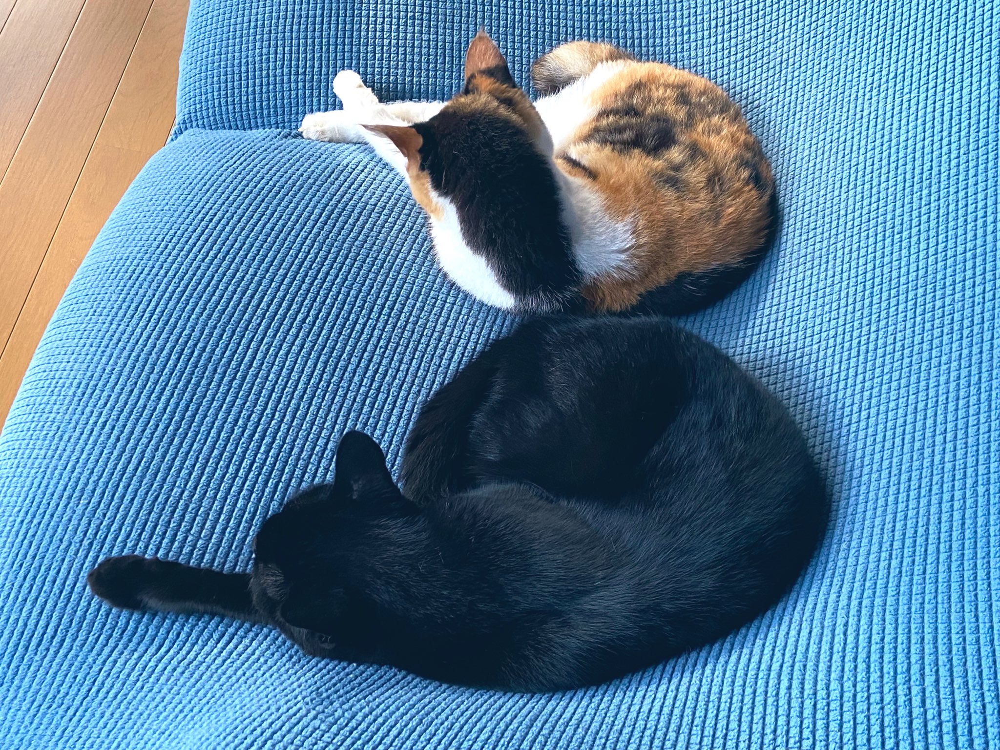 黒猫 尾道市立美術館 on X: 