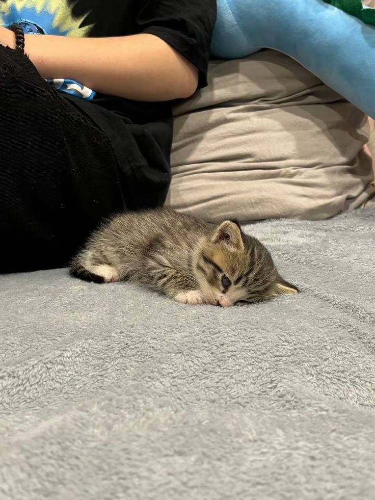 nekocatts's tweet photo. So lazy 😪 https://t.co/23mGF0W6pp