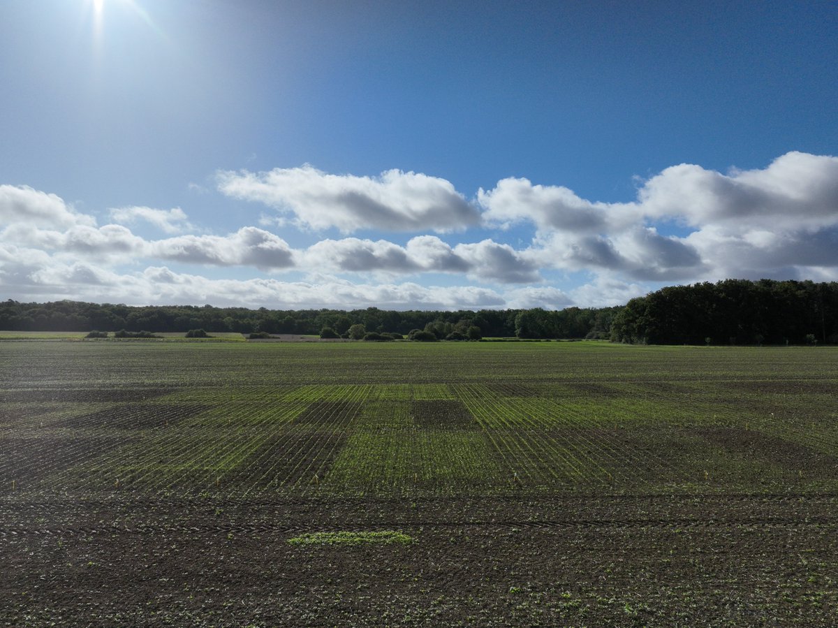 Petit vol de #drone ce matin sur notre plateforme où nous testons différentes stratégies du lutte contre les graminées : chimiques vs mécanique, associés vs colza seul, semoir monograine vs semoir céréales, etc... Déjà du visuel 👍ici sur du Vulpin #ceuxquifontlesessais