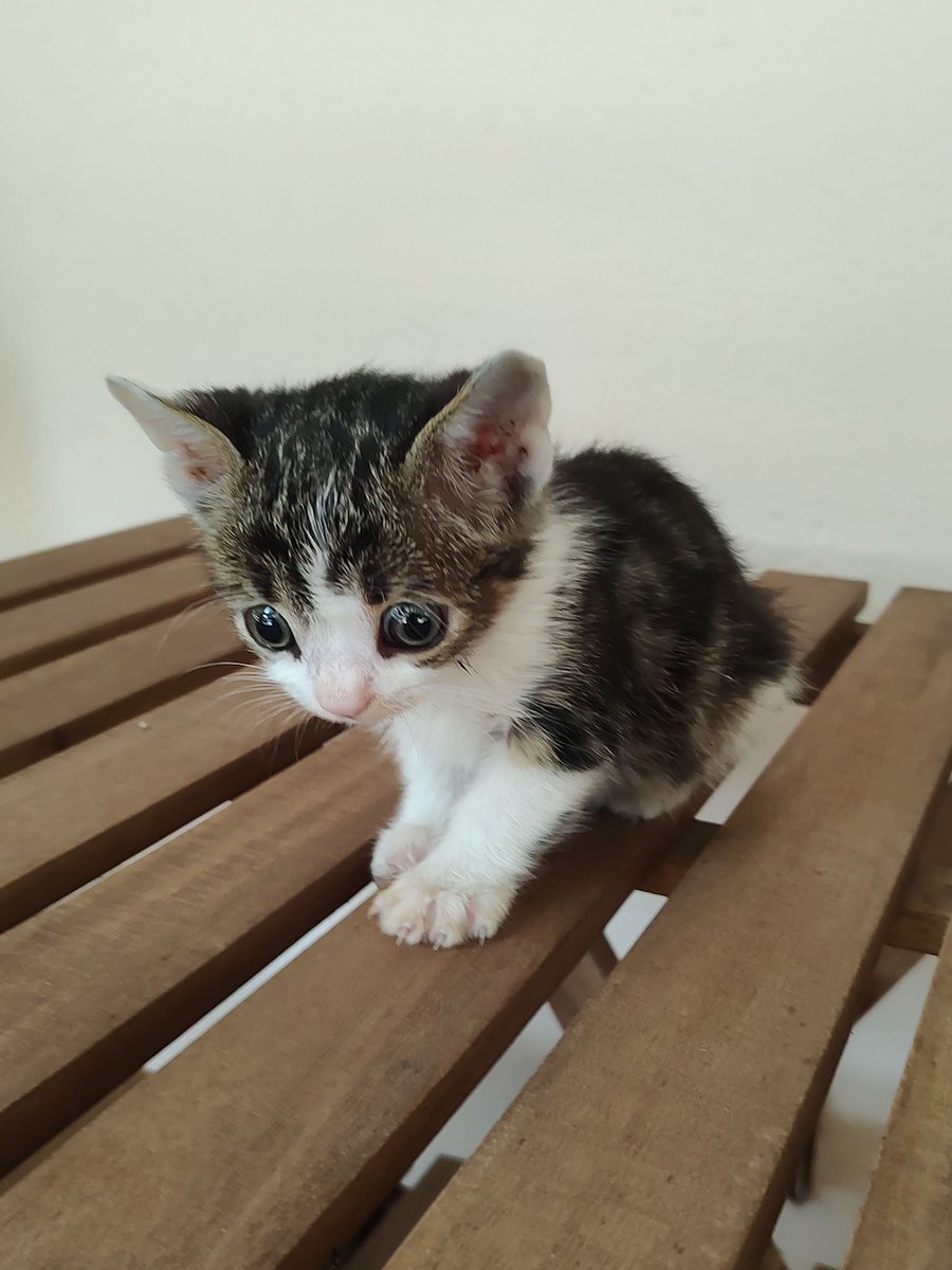 Trilla, per gli amici #Trilletta, oggi è stata in visita dalla veterinaria neurologa che appena l'ha vista l'ha definita affettuosamente 🐭🕷️ (topo-ragno) aggiungendo però che è bellissima.

la presi dalla strada che pesava 545 grammi e oggi dopo 9 gg ne fa 625; è stata
