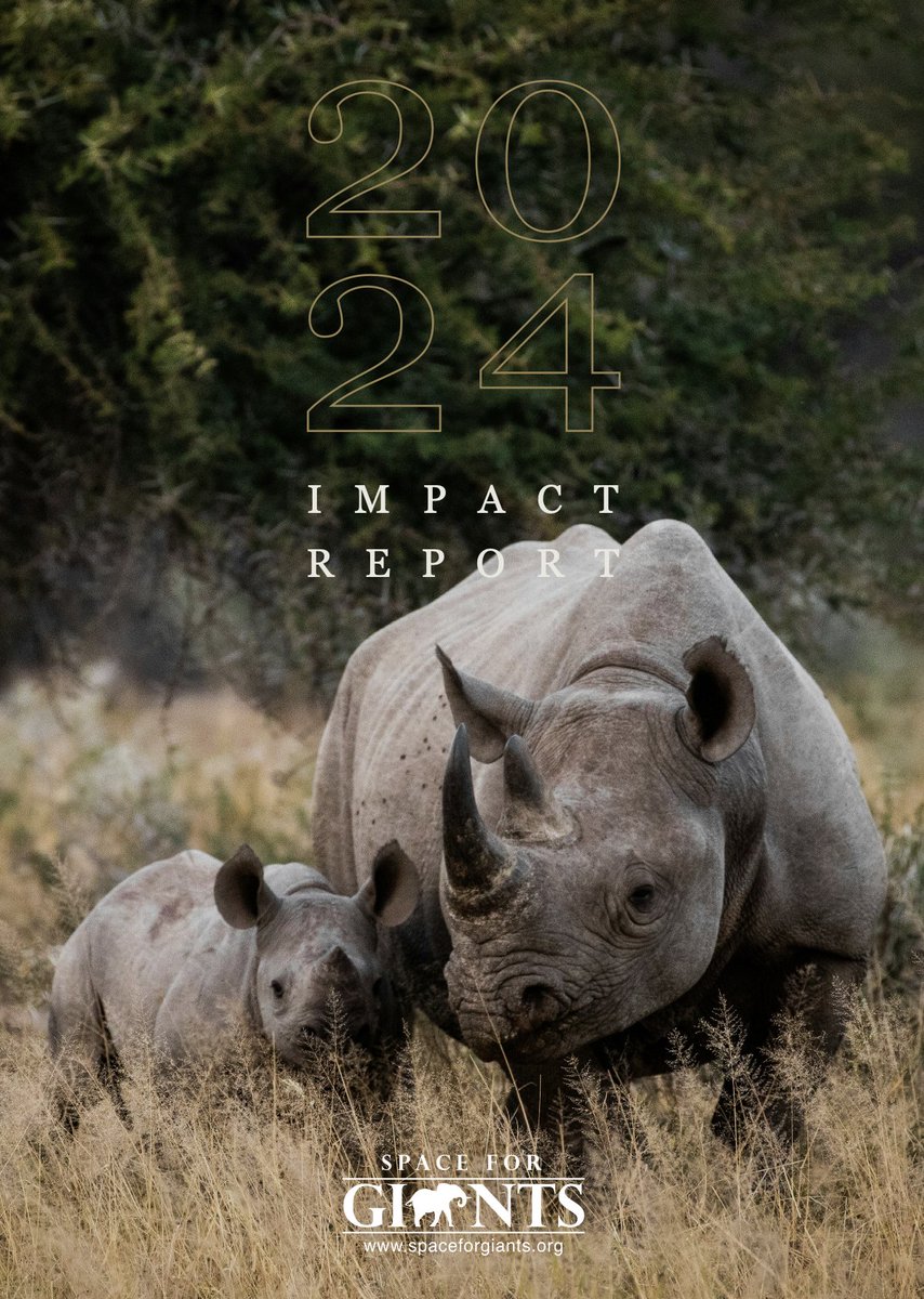 SpaceforGiants's tweet photo. Our 2024 Impact Report is here! 🌍✨

From 21 black rhinos returning to Loisaba 🦏, to the scaling of 1,000 fences in Gabon protecting 15,000+ people 🐘, to wildlife rebounding in Uganda - together, we’re securing Africa’s wild future.

Read the full report: https://t.co/r6nAtveNXy