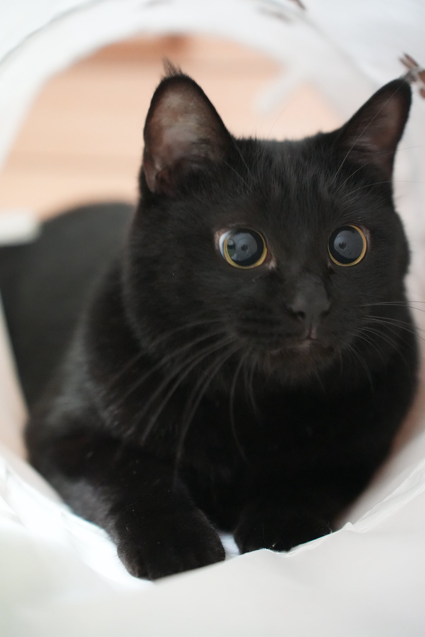 黒猫 Amazon | UDF ウルトラディテールフィギュア No.419 ディック
