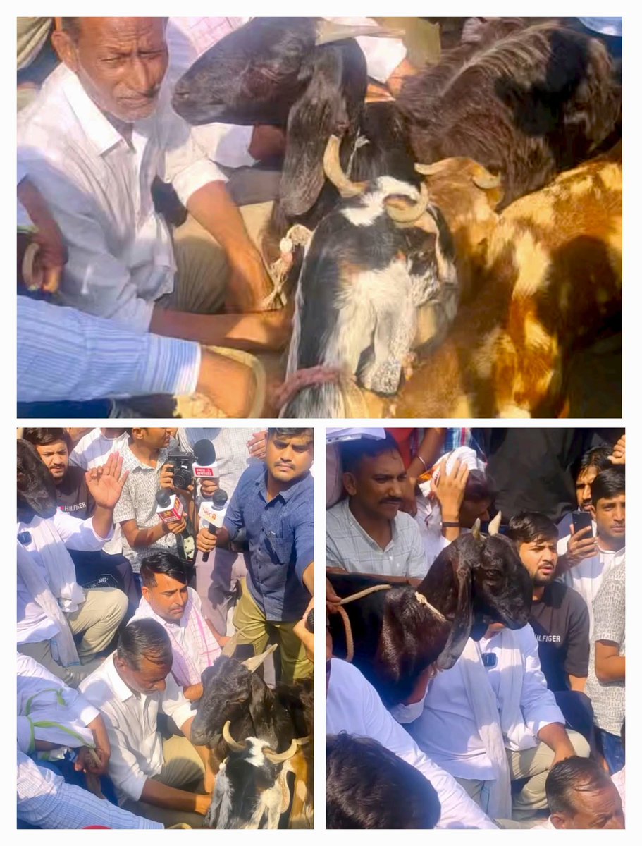 PRAKASH CHOUDHARY (@prakash_rlp_bmr) on Twitter photo भारत के इतिहास पहली बार देख रहे कि सरकारी सिस्टम के भेंट चढ़े 7 मासूम बच्चो की मौत पर सरकार द्वारा आर्थिक मदद मे बकरे बकरिया दी गई है नरेश मीणा ने आमरण अनशन शुरू कर दिया है बकरियो को लेकर
#बकरी_सरकार_मुर्दाबाद
<a href="/hanumanbeniwal/">HANUMAN BENIWAL</a>
<a href="/NareshMeena__/">Naresh Meena</a> भारत के इतिहास पहली बार देख रहे कि सरकारी सिस्टम के भेंट चढ़े 7 मासूम बच्चो की मौत पर सरकार द्वारा आर्थिक मदद मे बकरे बकरिया दी गई है नरेश मीणा ने आमरण अनशन शुरू कर दिया है बकरियो को लेकर
#बकरी_सरकार_मुर्दाबाद
<a href="/hanumanbeniwal/">HANUMAN BENIWAL</a>
<a href="/NareshMeena__/">Naresh Meena</a>