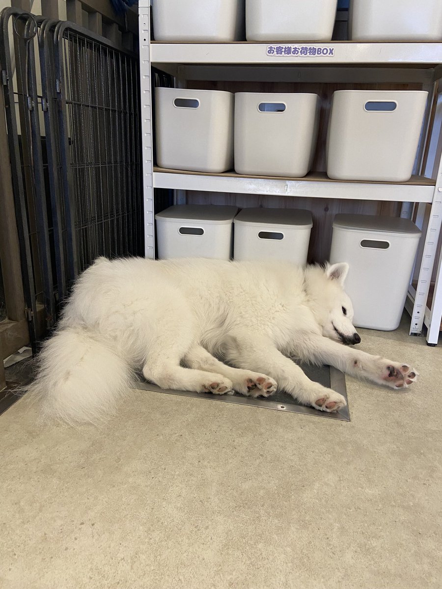 荷物番のてんくん🖤
いたずら大好きなおこめから荷物を守ってくれるかも！？

#samoyed
#samoyedcafeAL
#サモエド
#サモエドカフェアル
#駒沢公園