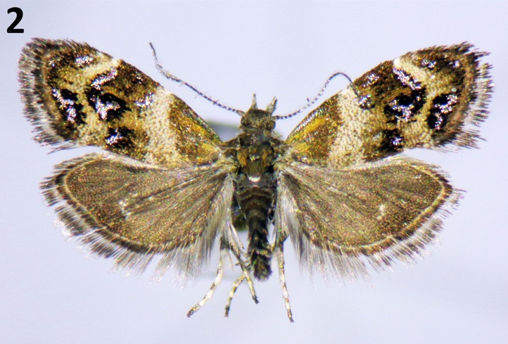 Analyses of specimens of Microlepidoptera discovered in Central Chile resulted in the record of a previously unregistered family for Chile. LEMIn: gayana.cl/index.php/gn/a…