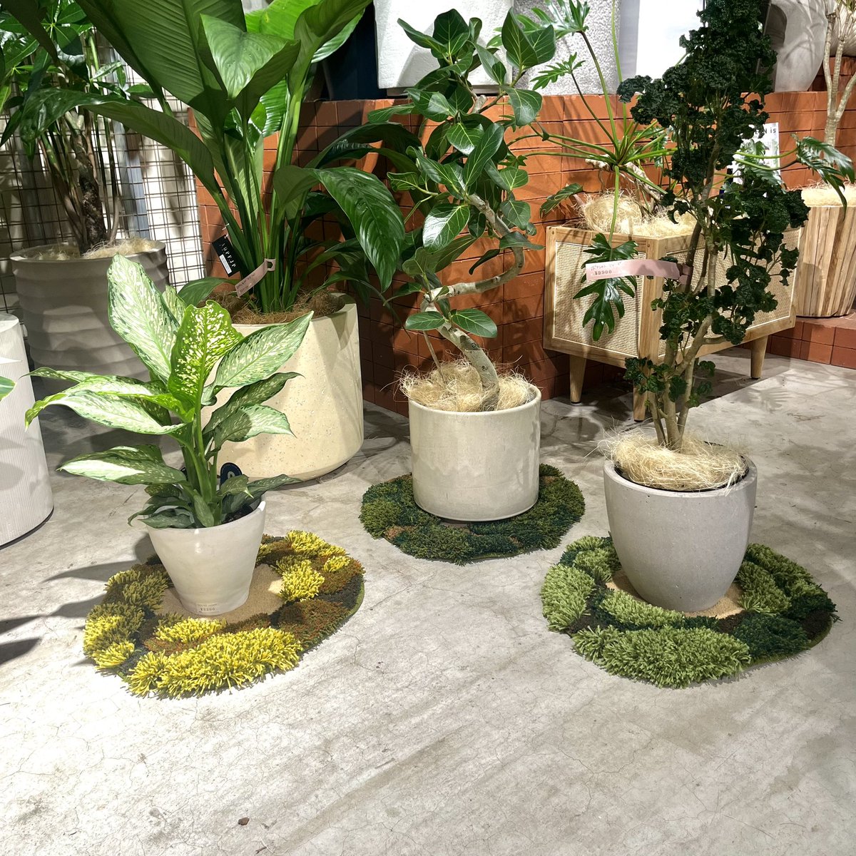 miyoshirug's tweet photo. 植木鉢を置くためのラグマットは明日9/13より代官山のSOLSO HOMEで発売です。 https://t.co/FepNcvou1a