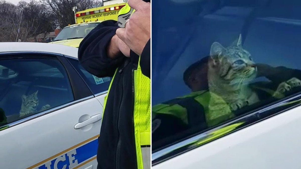 Gatto arrestato negli USA perché memava #CharlieKirk.