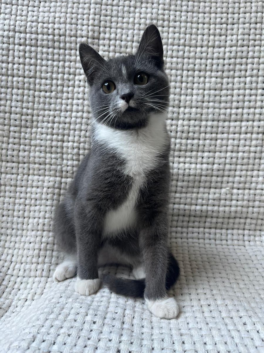 Дорогие все❤️
Ищу дом для двух славных котят, Москва, МО
Лео и Луне около 4 месяцев, активные и любознательные, как все котята. Быстро адаптируются, в основном, сами развлекают друг друга. Обработали от паразитов, скоро привьём. Очень прошу репостов 🙏🏻