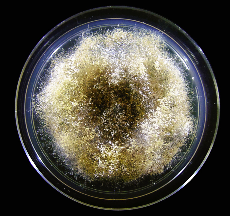 #Fungo ‘parasita’ teria surgido 18 milhões de anos antes de #formigas com as quais vive hoje. Achado é fruto da análise de 309 linhagens do gênero Escovopsis, coletadas em oito países das Américas. agencia.fapesp.br/55845