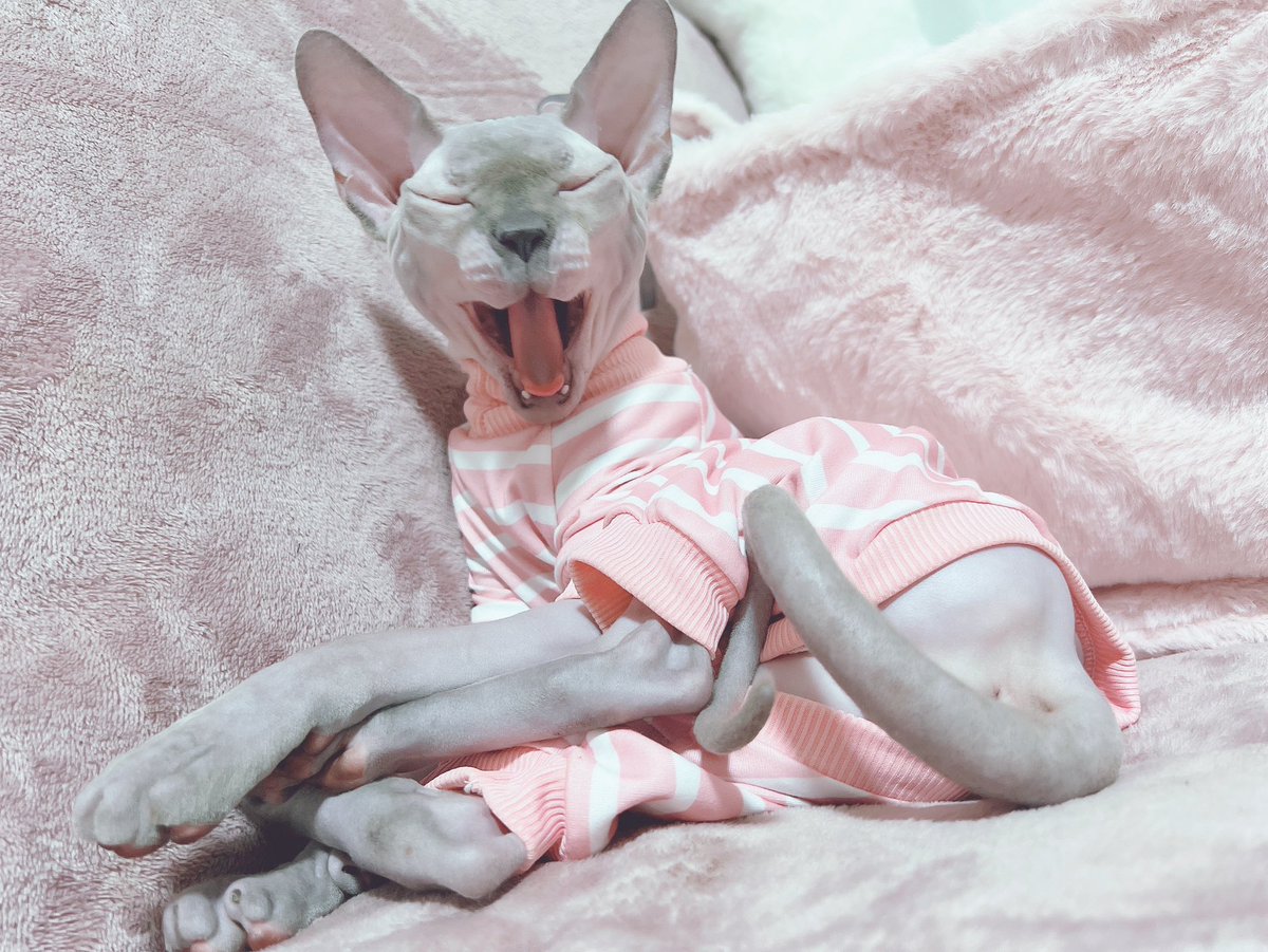 VALIS_NEFFY's tweet image. お願いがあります…
みんなのペットちゃんの大あくびの画像でリプ埋めてください

ついつい撮っちゃうあくびシリーズが欲しい🥱💜