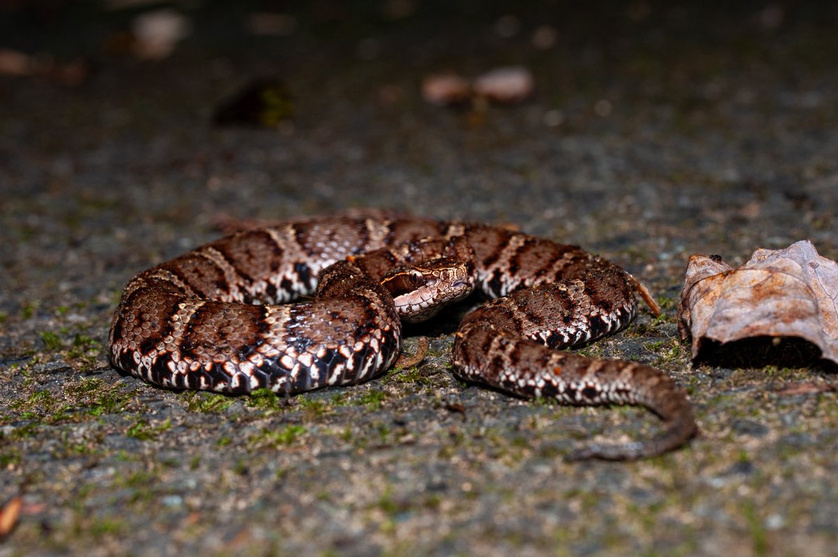 hinata__snake's tweet photo. ニホンマムシ(Gloydius blomhoffii)×3
ここの山はマムシが多い。3個体みれた。
#ニホンマムシ
#Gloydiusblomhoffii
#nikon
#snakes https://t.co/ymOnHiN60u