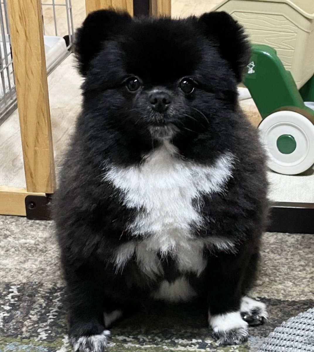You know japanese dogs never fails. 
and now look at this cutiee!

Send it to milly!
$Shiragaki

4of2TYC6AUJR8fXnbEYiNv7dajBrd95uWyo6HZCipump