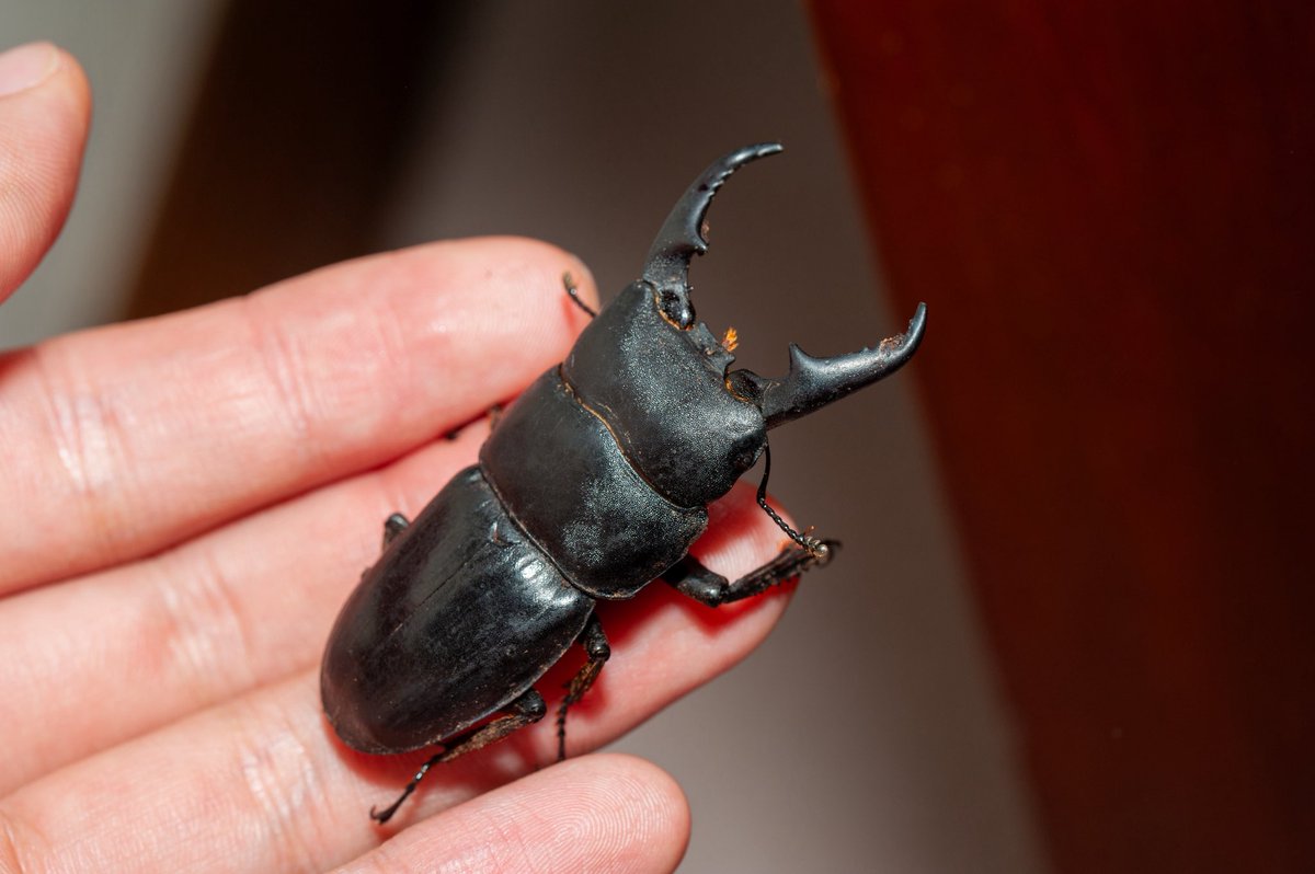 hinata__snake's tweet photo. ヒラタクワガタ(Dorcus titanus)
久しぶりにとった。
#ヒラタクワガタ
#Dorcustitanus
#nikon https://t.co/G5pi4mw7Zu