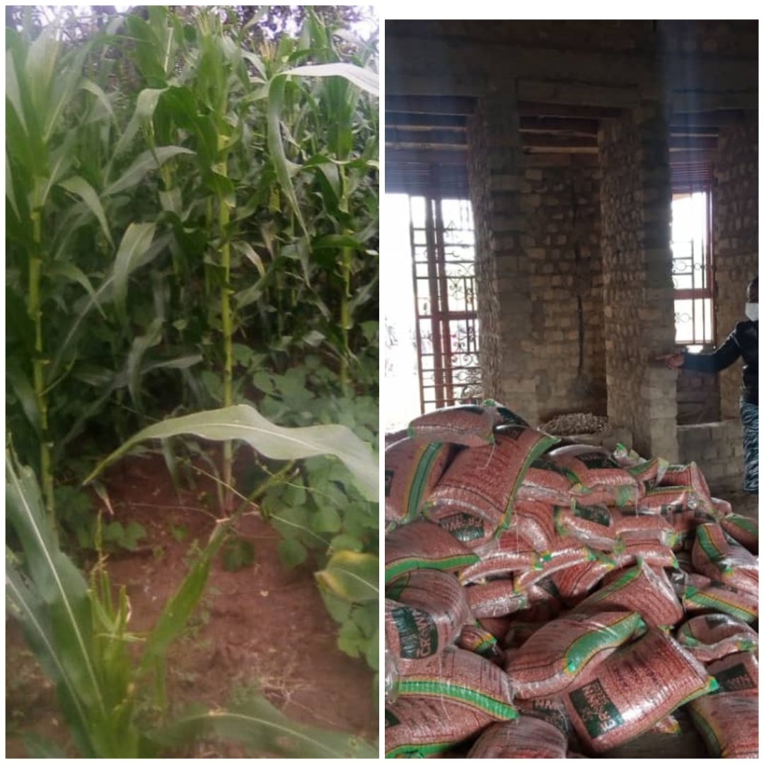 Hey Nyabushozi Farmers,

We have 5 tonnes of hybrid seeds of maize for planting 4rm #Kajwengyefoundation 

We request Chairpersons LC3 working with LC1 to distribute them to all farmers. 

We shall deliver to @ Subcounty Hdqtrs this week.Kindly receive and distribute. <a href="/WKajwengye/">wilson kajwengye</a>