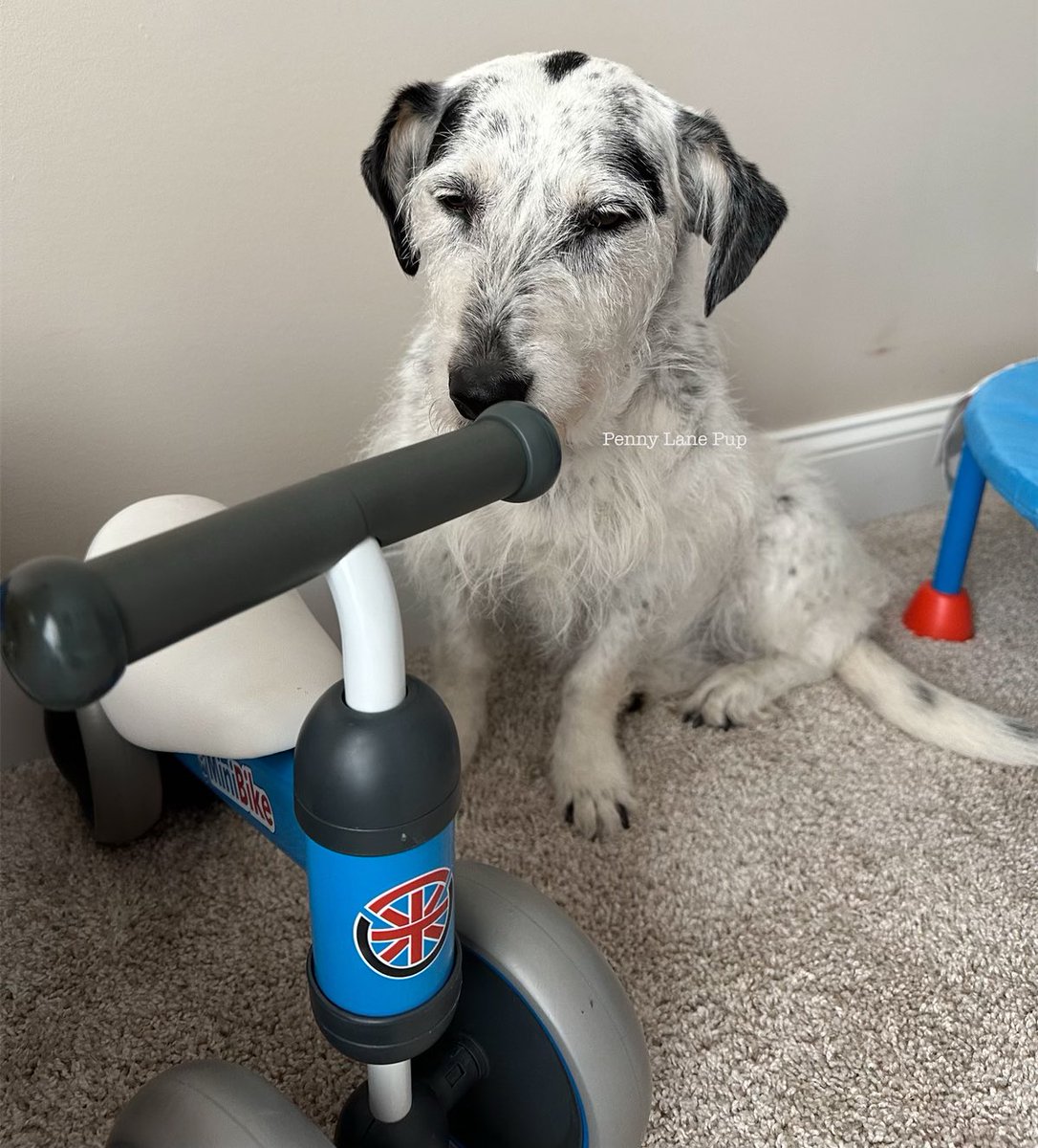 Penny_Lane_Pup's tweet image. Today is da last day to get your donations in to be entered fur da prize draws! 

Tomorrow is da big day! Can you donate tomorrow? Yes! But you won’t be entered into da prize draws. 

I’m trying to figure out how to ride dis bike instead of running 😂
#pennylane #funrun