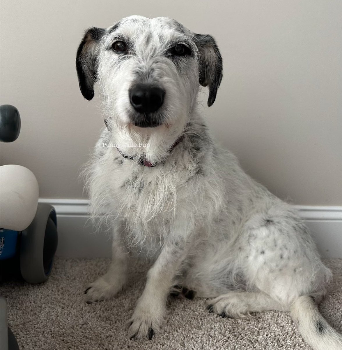 Penny_Lane_Pup's tweet image. Today is da last day to get your donations in to be entered fur da prize draws! 

Tomorrow is da big day! Can you donate tomorrow? Yes! But you won’t be entered into da prize draws. 

I’m trying to figure out how to ride dis bike instead of running 😂
#pennylane #funrun