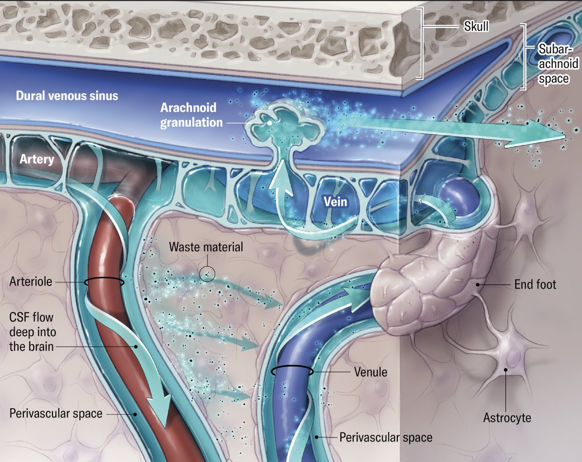 At night, your brain isn’t idle. It’s rinsing itself.  

During non-REM deep sleep:
→ the brain’s glymphatic system becomes more active
→ flushes out waste proteins like amyloid and tau 
→ the toxins that drive Alzheimer’s  

Sleep = your brain’s nightly cleanse