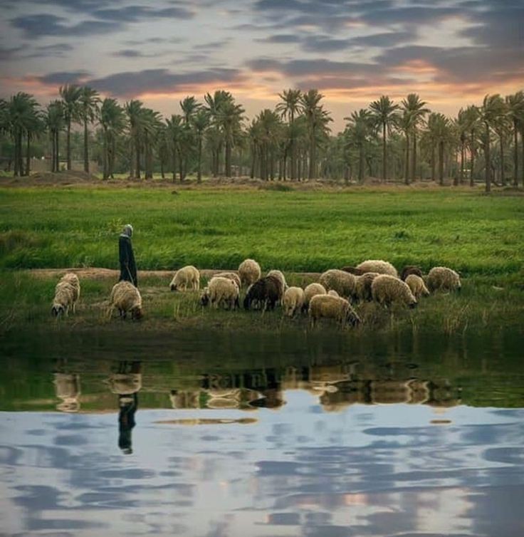 Basra, Iraq 🌴🇮🇶