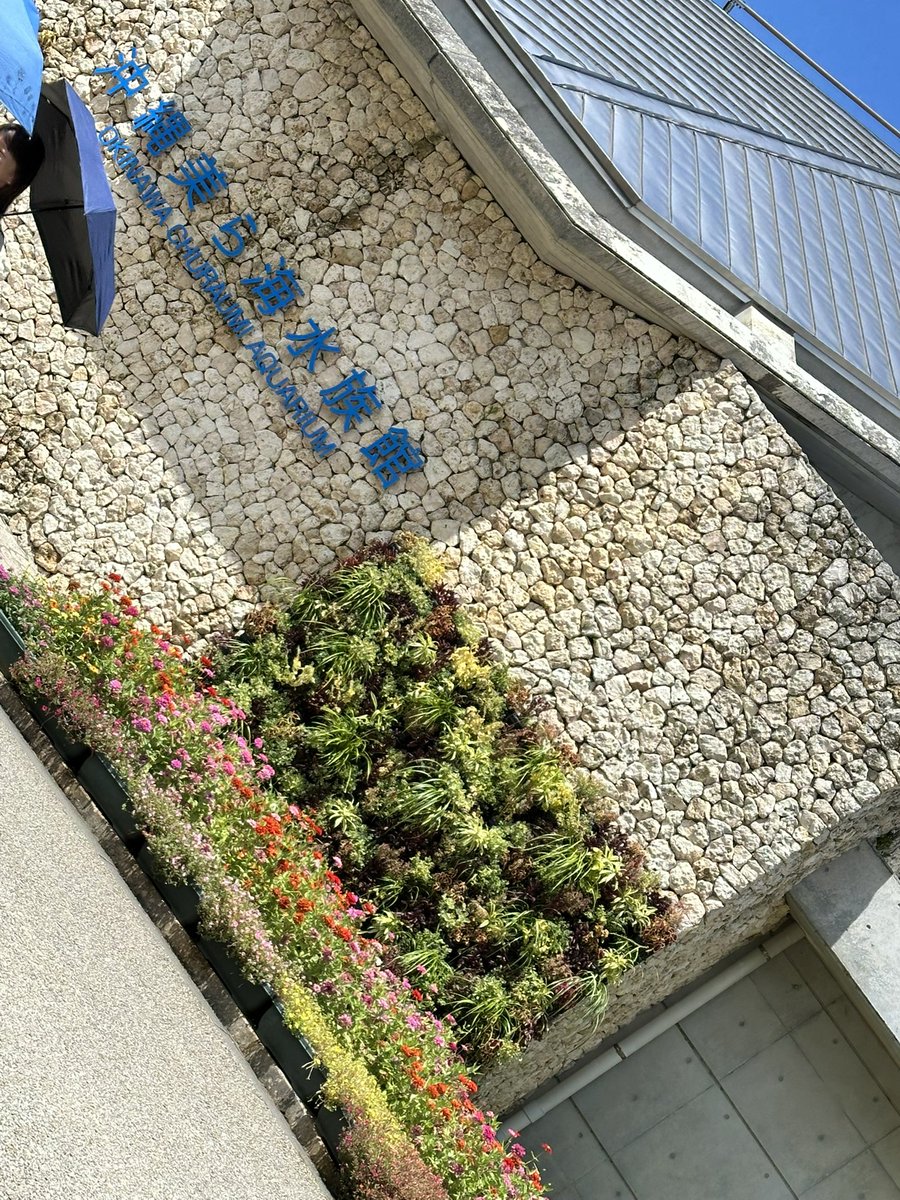 おきなわ。あつすぎな。しつどのな。あるやつで。なつーーーーーーーーーーーーってかんじだや！