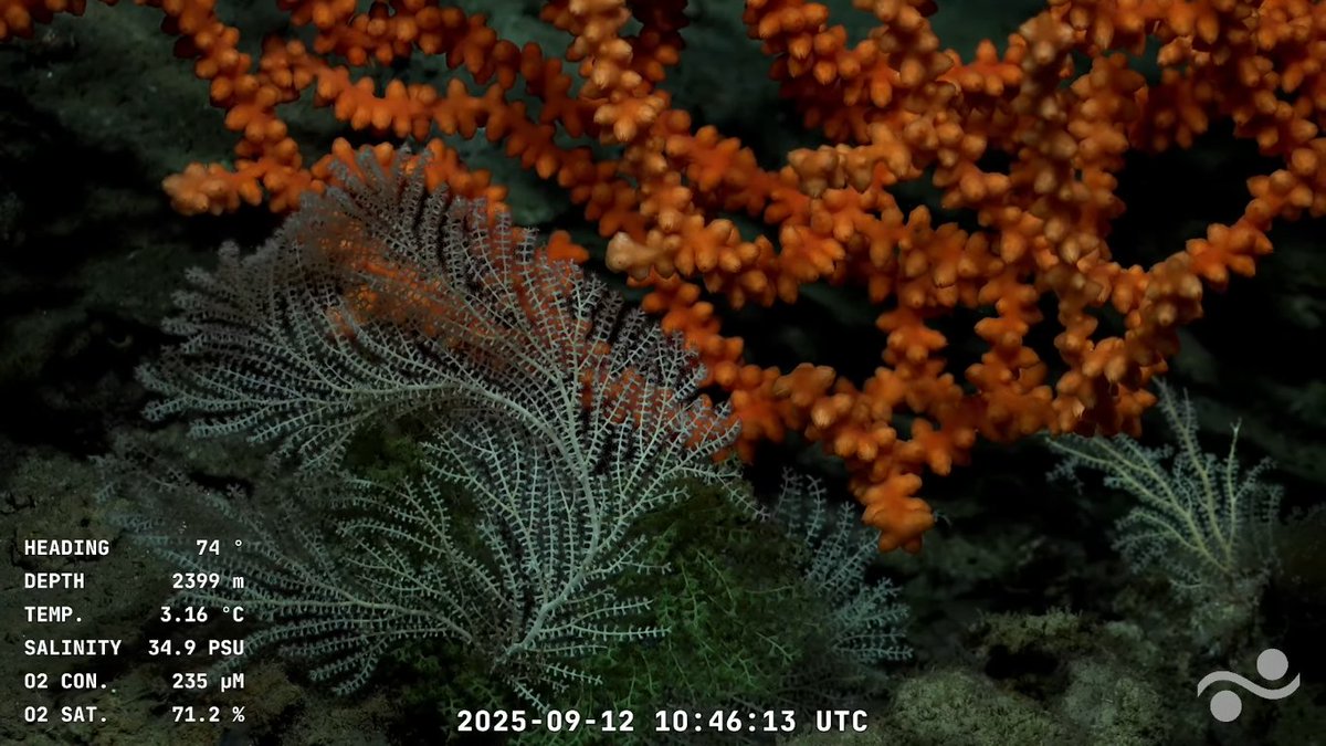 El Uruguay profundo a casi 2400 metros a 200 kilómetros de Cabo Polonio. Hermoso por donde se lo mire. Cuidemos el planeta, nuestra vida depende de ello.