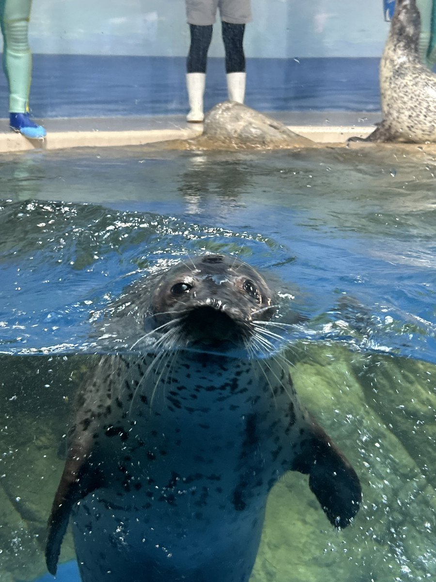 onpudego's tweet image. ガラスチュウしに来るココアち！
#新江ノ島水族館
#ゴマフアザラシ
#ココア