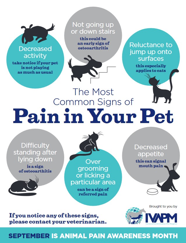 Learn the most common signs of #paininpets in this week's #VetStem blog for Animal Pain Awareness Month.
blog.vetstem.com/recognizing-th…