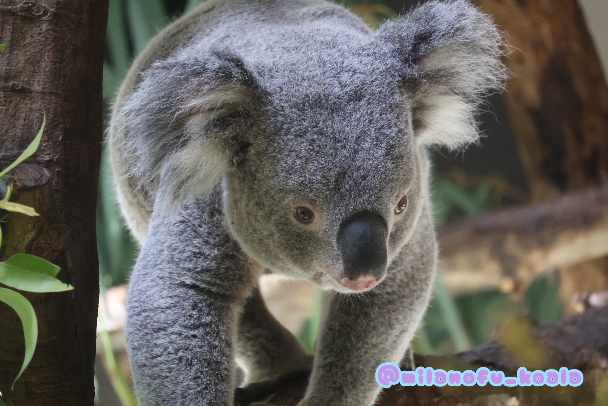 みらの🐨 on X: 