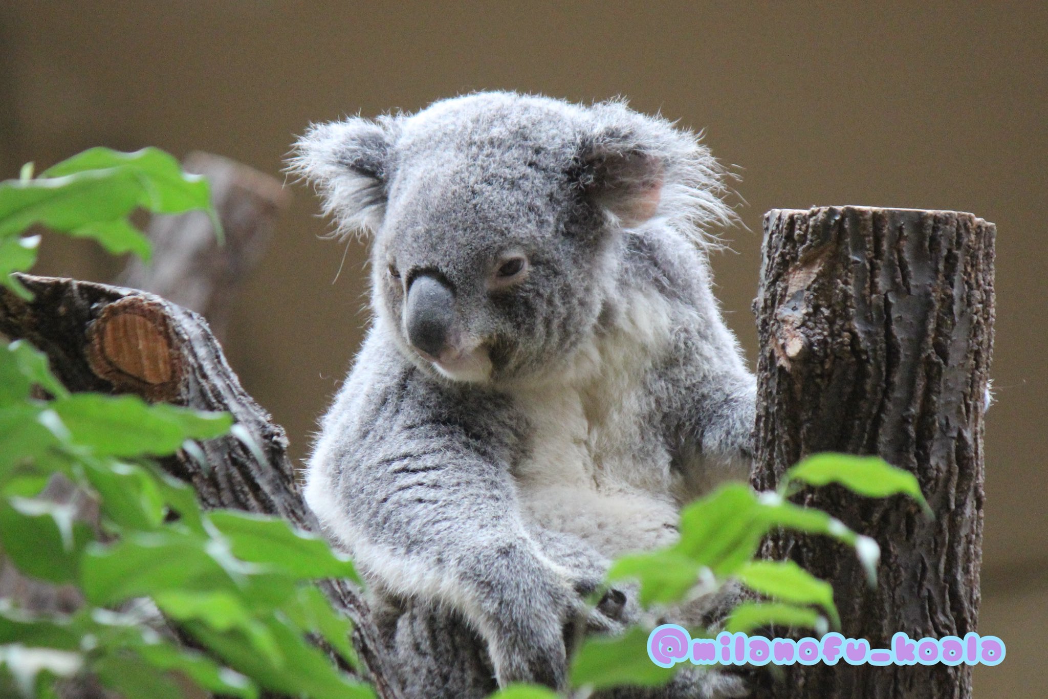 みらの🐨 on X: 