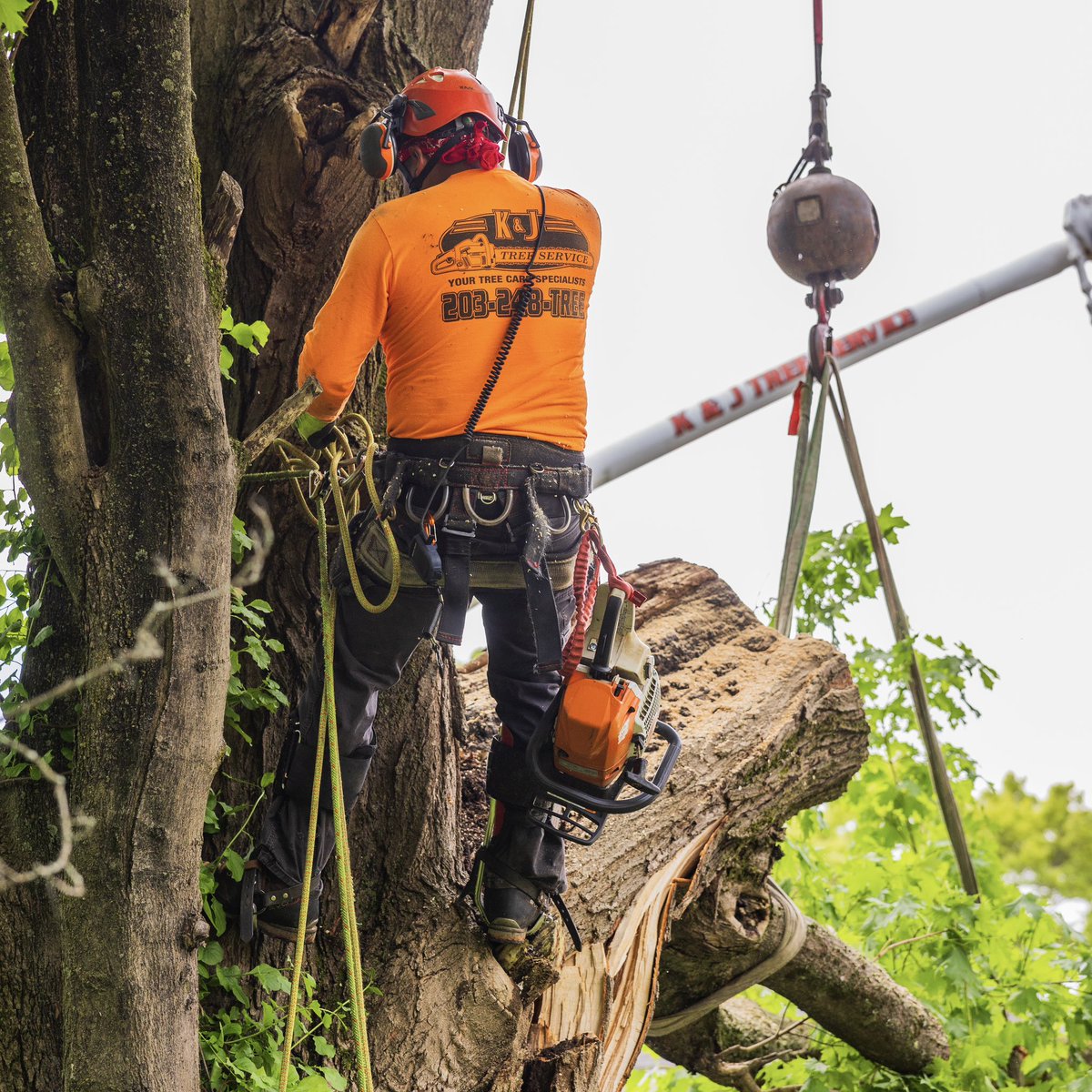 KJTreeService's tweet image. Careful prep & clean results 🔥✨🌳
-
-
-
#KJTreeService #CTTreeService #treeservice #arborist #treeremoval #treecare #treework #treelife #treeclimber #chainsaw #treetrimming #stumpgrinding #stumpgrinder #CTtrees #ConnecticutTrees #HamdenCT #NewHavenCounty #FairfieldCounty…