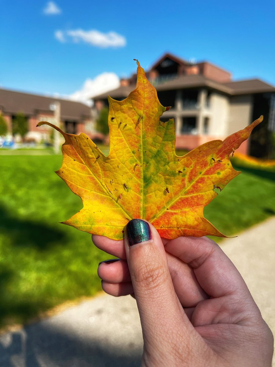 🍂 Fall is in the air, and that means one thing... Fall Color Fridays are back! 🍂

Every Friday (starting 9/19), we'll be sharing the latest fall color updates.

You can also watch the beauty unfold from our webcams! Visit our website: crystalmountain.com/webcam