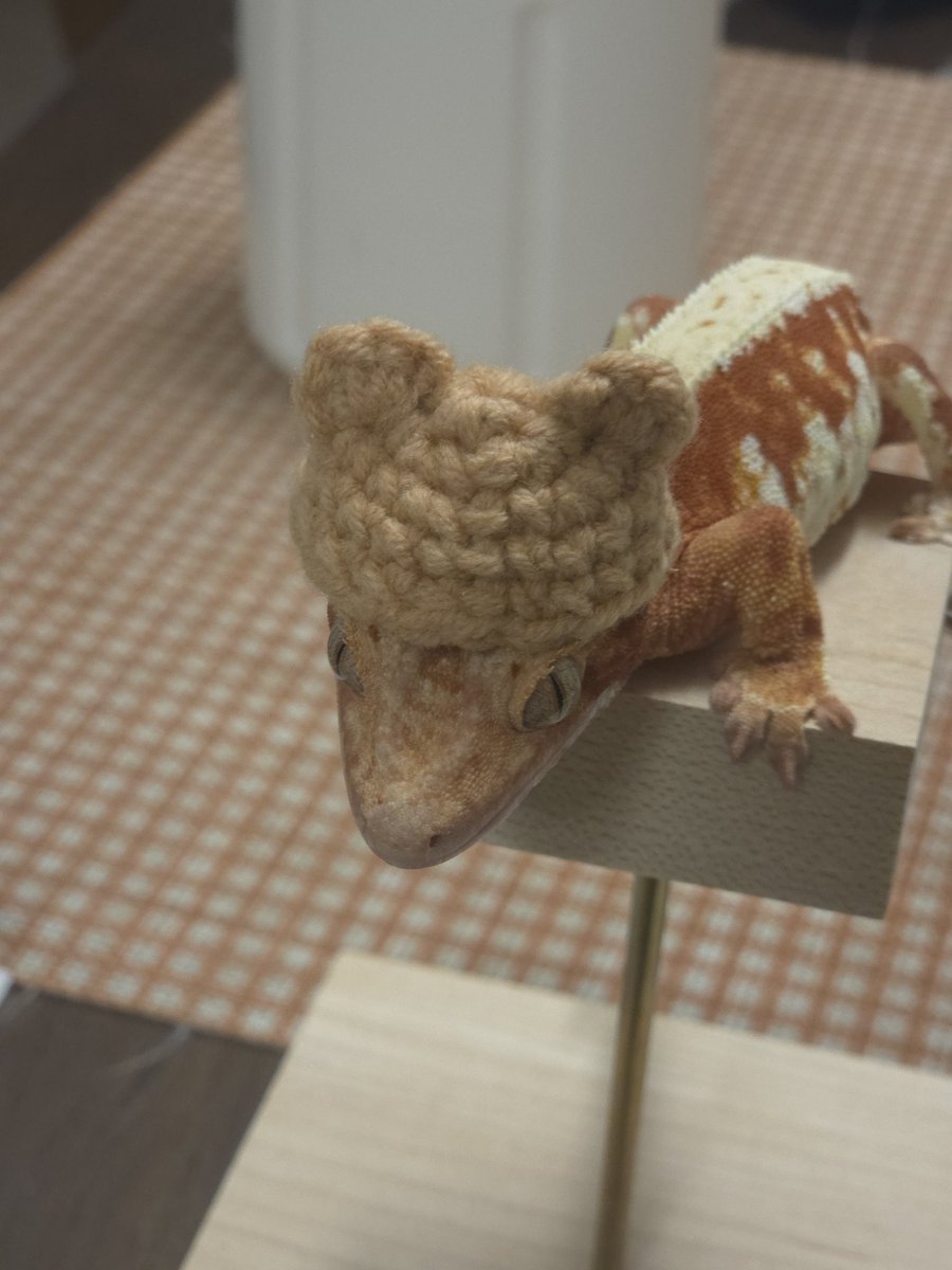 초장씨는 카리스마와 큐티가 공존하는 마뱀이😆