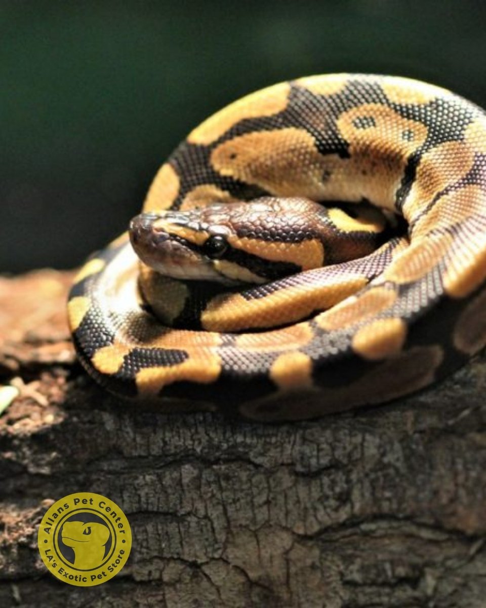 AllansPet's tweet image. Ball pythons 🐍 are the world’s most popular pet snake—friendly, easy to care for, & available in stunning color morphs! Perfect for beginners & experts alike.
#ballpython #petpython #snakelovers #reptilelovers #exoticpets #snakesofinstagram
