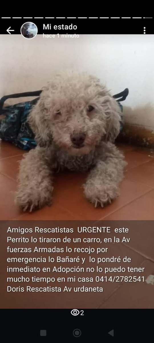 Necesita URGENTE hogar temporal o definitivo, Caracas