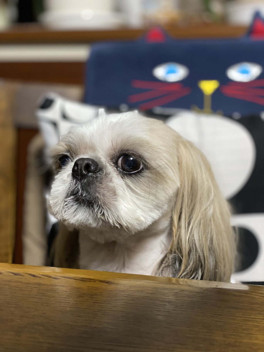 roku_bee_'s tweet photo. 💈カット💈行ってきたよ🐶.....ねむっ💤 https://t.co/cGRBGO4hJh