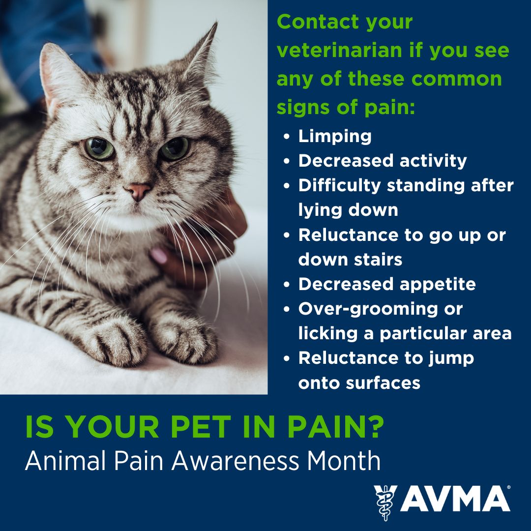 September is #AnimalPainAwarenessMonth. Animals may be better at hiding illness or injury, but they experience pain just as we do. If you spot any of these common signs of pain from your pet, contact your veterinarian.