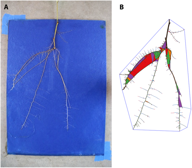 PPhenomics's tweet photo. Studying Populus trichocarpa root systems with germination papers & FSPMs. Found root initiation correlates with thermal time, not RSA. RhizoVision extracts FSPM parameters, achieving 83.5% 2D accuracy but lower 3D accuracy. #RootSystems
Details: https://t.co/61gYNyTqRx https://t.co/lI7fVkcUQc