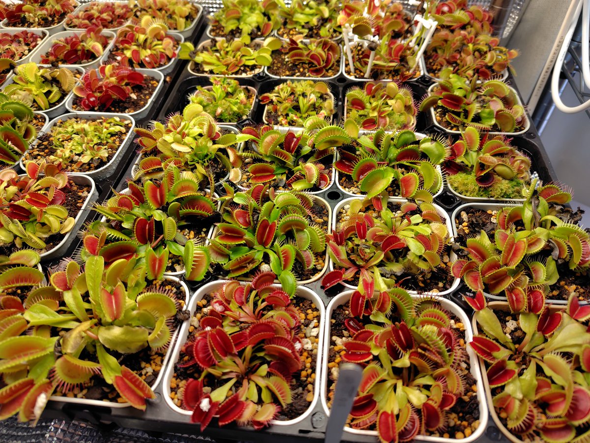 お疲れ様です！

6月に蒔いたハエトリソウがハエトリソウらしくなってきました。小さくて可愛い🌟