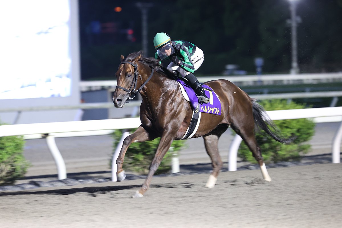 競馬 カード アルバム 大量 まとめて 中央 地方 名馬 伝説 競馬 カード アルバム 大量 まとめて 中央 地方 名馬 伝説 秋