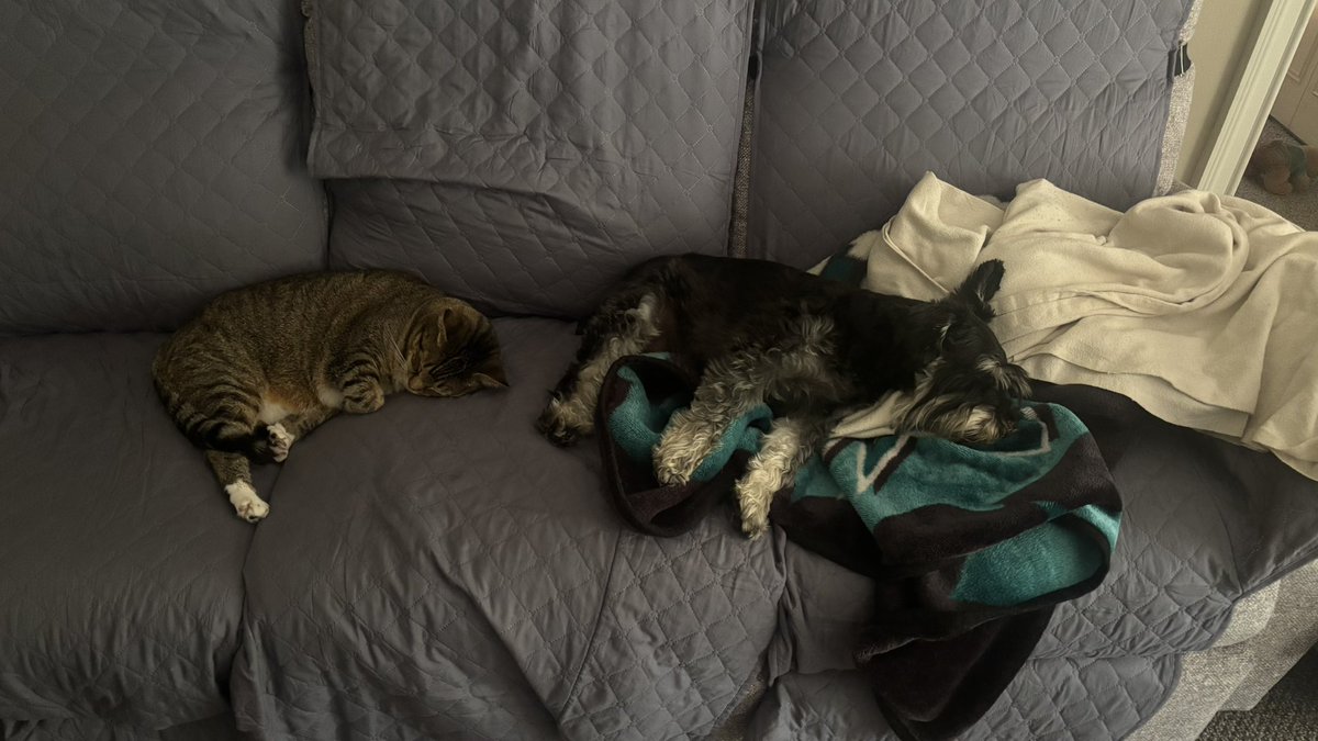 Synchronize morning nap on Friday 😴😴🐶🐱

#FridayVibe
#SchnauzerGang